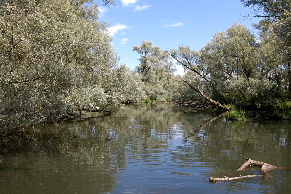 brabant biesbosch biesbos nationaal park natuurgebied natuur bevers eendenkooi rondvaart recreatie